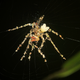 Illustration for article titled Badass spider uses insect corpses to make a giant spider design decoy